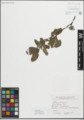 Foto von Salix myrsinifolia Salisb.